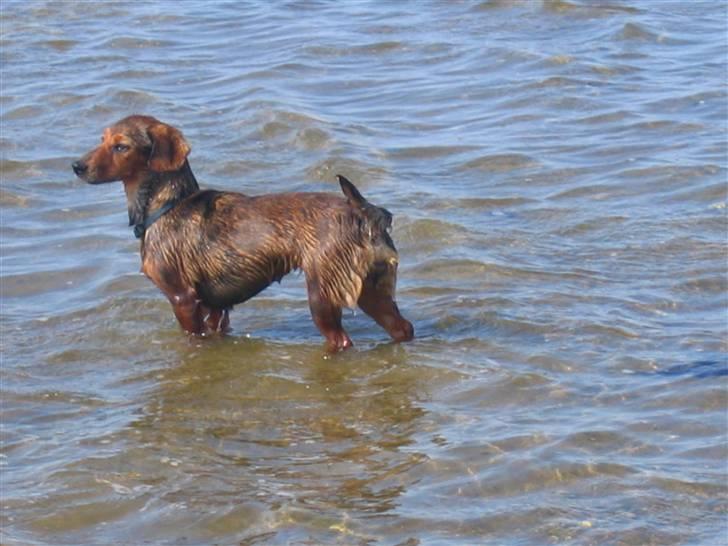 Blanding af racer Lady - ja ja nok er det varmt men jeg hader vand billede 4