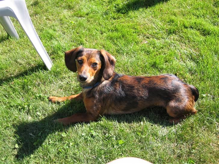 Blanding af racer Lady - hmm bareligge her og slappe af billede 5