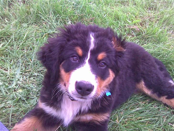 Berner sennenhund Terplinggaards Arkaen - Verdens sødeste hund billede 1