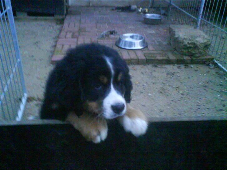 Berner sennenhund Terplinggaards Arkaen - Luk mig lige ud ;o) billede 2