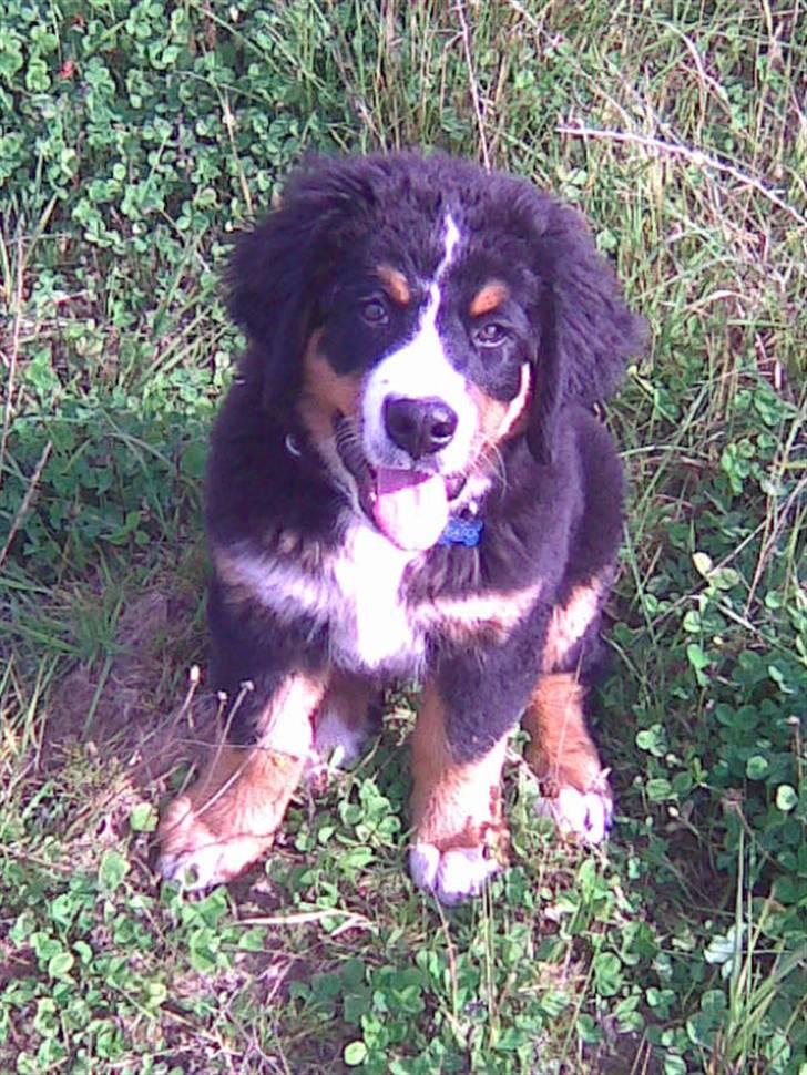 Berner sennenhund Terplinggaards Arkaen - Er jeg ikke dejlig billede 3