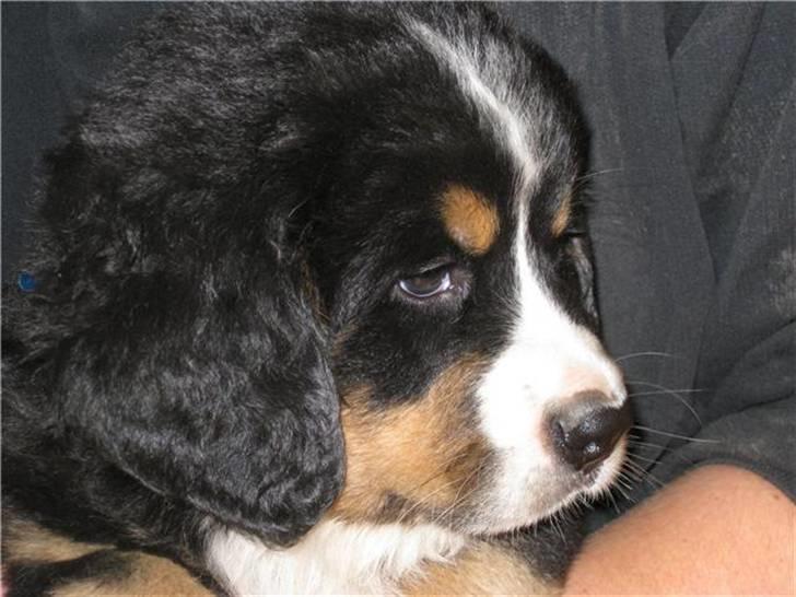 Berner sennenhund Terplinggaards Arkaen - Så bliver man ikke sødere.. billede 4