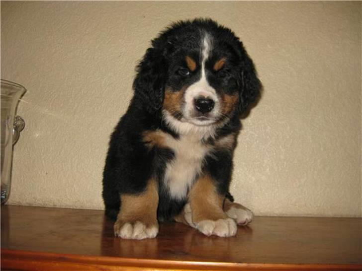 Berner sennenhund Terplinggaards Arkaen - Hmm meget lille Cato billede 5