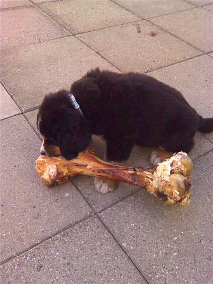 Berner sennenhund Terplinggaards Arkaen - nøj verdens støreste ben!! billede 6