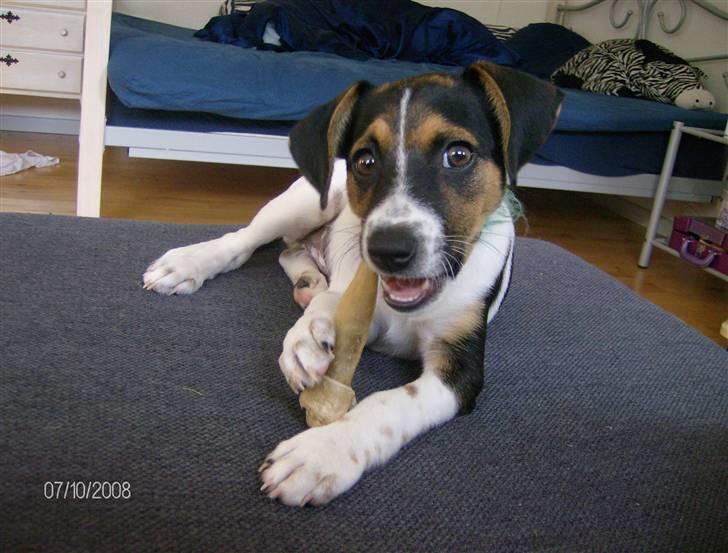 Dansk svensk gaardhund Cocio - Cocio 11 uger billede 6