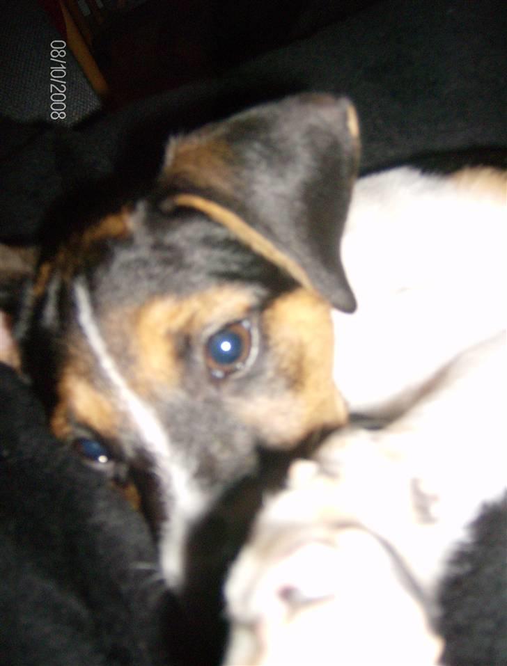 Dansk svensk gaardhund Cocio - Cocio 11 uger billede 7