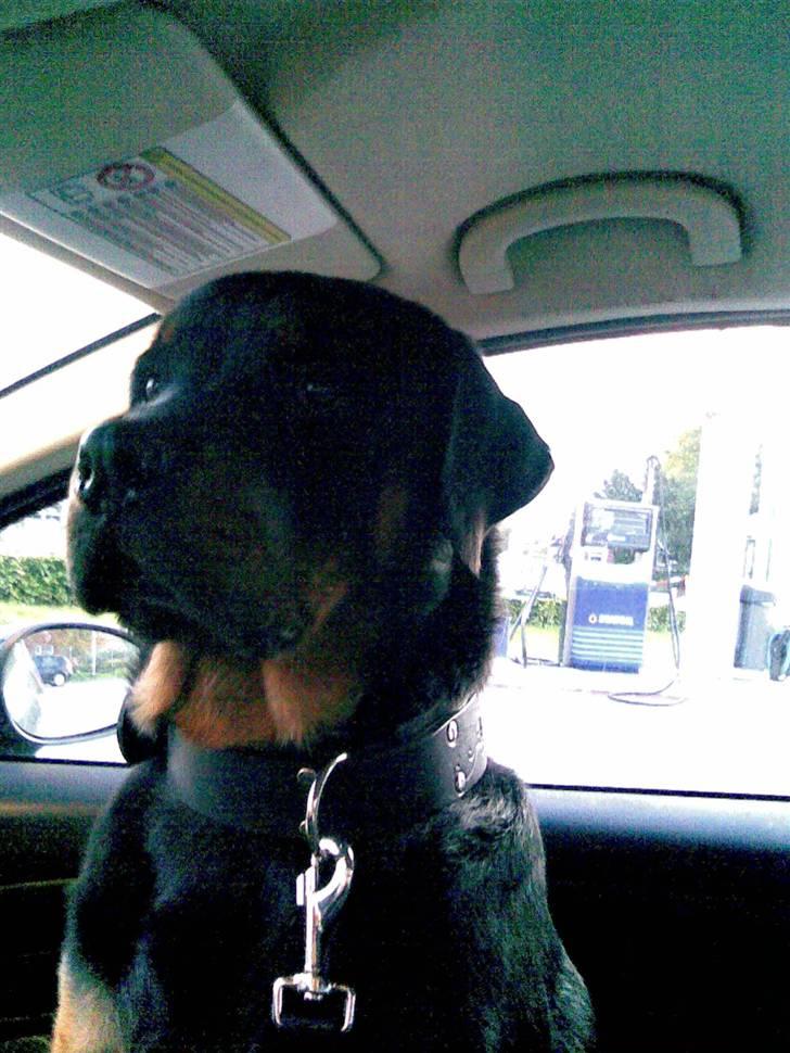 Rottweiler Vom Dornenhof Rocky billede 10