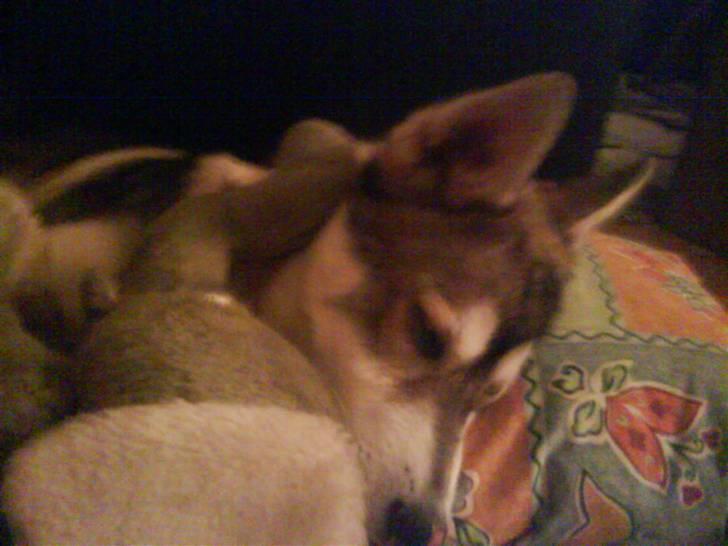Siberian husky kento - ja sådanne sover han altid smiler billede 12