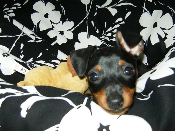 Dvaergpinscher Rødkildes Lady (Cody) billede 1