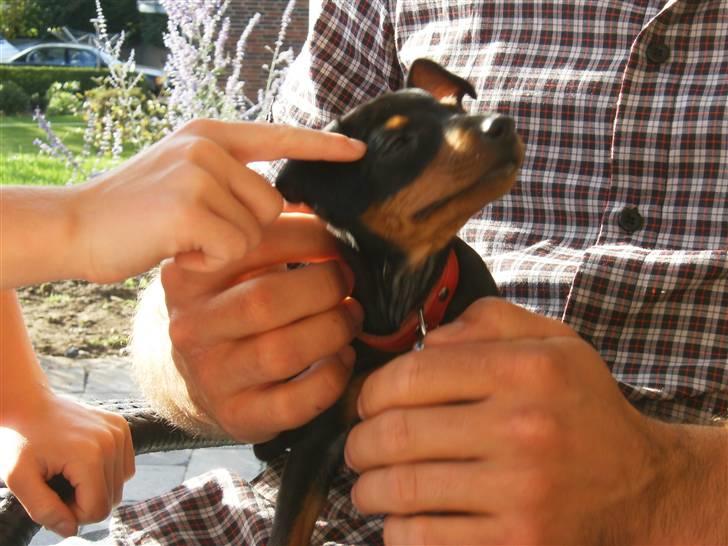 Dvaergpinscher Rødkildes Lady (Cody) billede 2