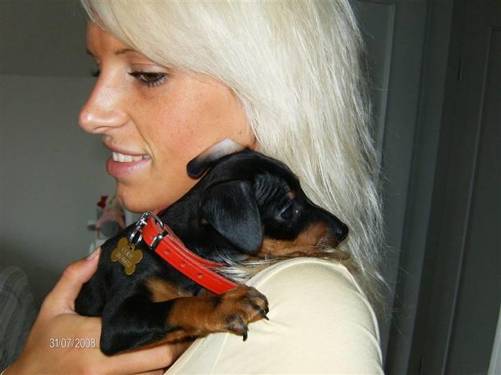 Dvaergpinscher Rødkildes Lady (Cody) billede 3