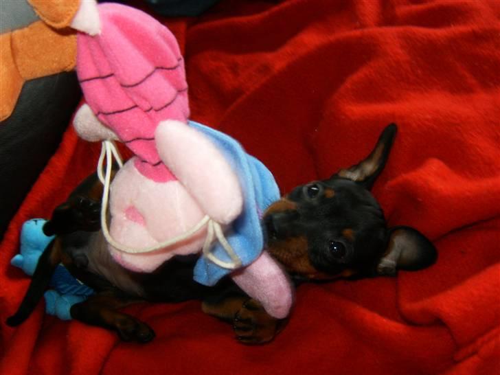 Dvaergpinscher Rødkildes Lady (Cody) billede 4