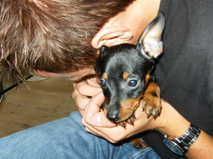 Dvaergpinscher Rødkildes Lady (Cody) billede 5