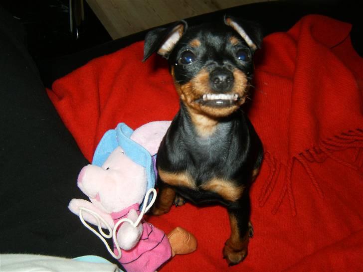 Dvaergpinscher Rødkildes Lady (Cody) billede 6