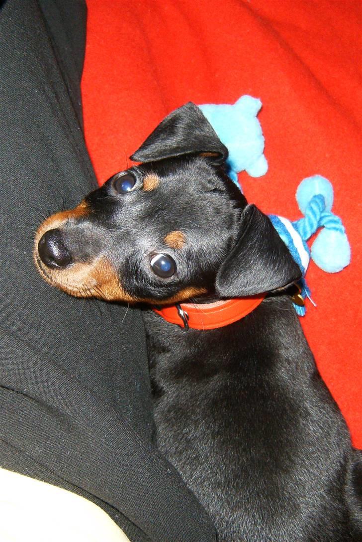 Dvaergpinscher Rødkildes Lady (Cody) billede 7