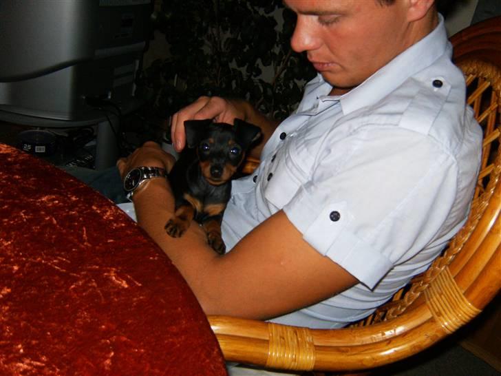 Dvaergpinscher Rødkildes Lady (Cody) billede 8