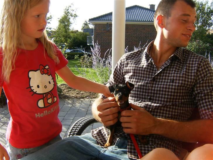 Dvaergpinscher Rødkildes Lady (Cody) billede 9