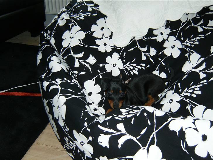 Dvaergpinscher Rødkildes Lady (Cody) billede 10