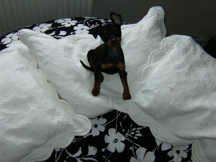 Dvaergpinscher Rødkildes Lady (Cody) billede 11
