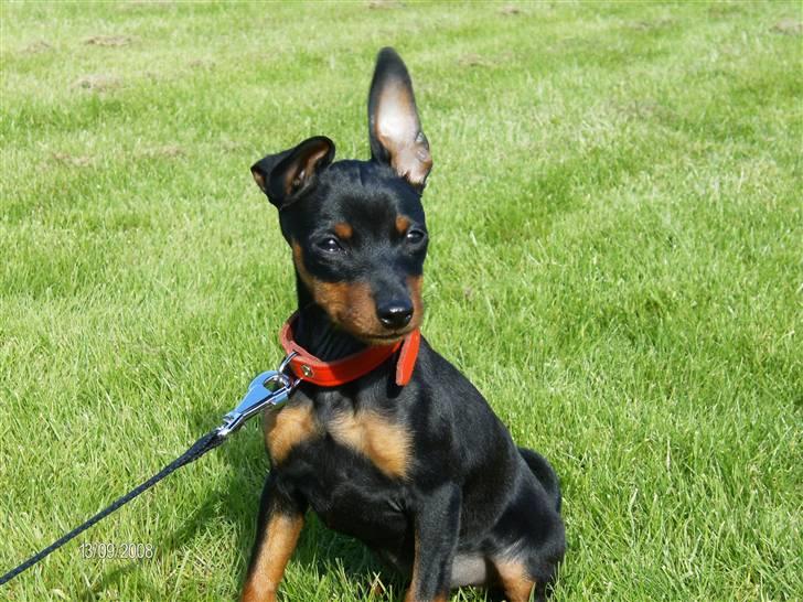 Dvaergpinscher Rødkildes Lady (Cody) billede 12