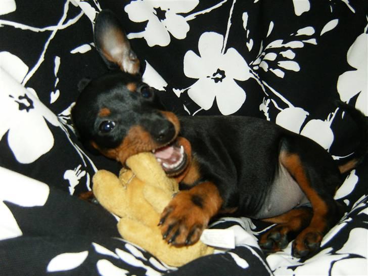 Dvaergpinscher Rødkildes Lady (Cody) billede 13
