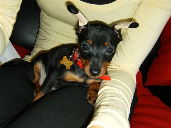 Dvaergpinscher Rødkildes Lady (Cody) billede 14