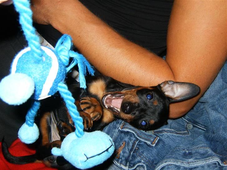 Dvaergpinscher Rødkildes Lady (Cody) billede 15