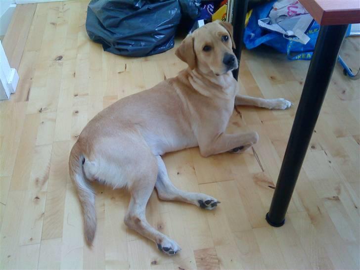 Golden retriever Molly - Her er Molly snart 2 år :) Hun ligger og kigger ud af køkkendøren, det elsker hun :) billede 15