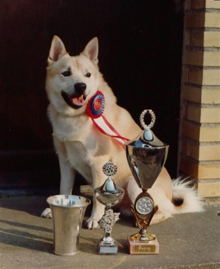 Norsk buhund Frej - Frej´s far Roy jr. billede 9