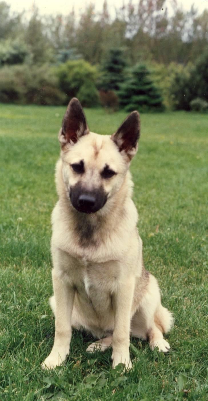 Norsk buhund Frej - Frej´s mor Ziska billede 10