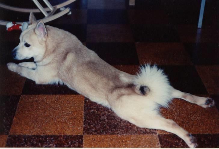 Norsk buhund Santa - Santas´ far Roy Jr. billede 11