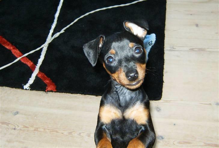 Dvaergpinscher Rødkildes Lady (Cody) billede 16
