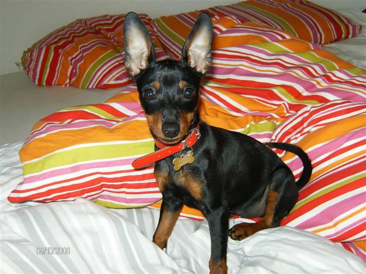 Dvaergpinscher Rødkildes Lady (Cody) billede 17
