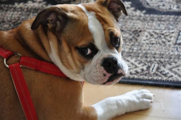 Olde english bulldogge Anjali aka Asja billede 1