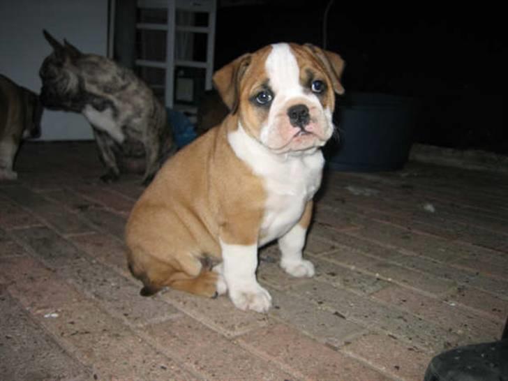Olde english bulldogge Anjali aka Asja billede 2