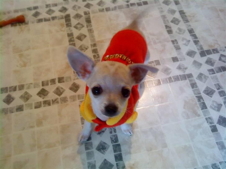 Chihuahua Bibi - bibi med hendes røde jakke billede 1