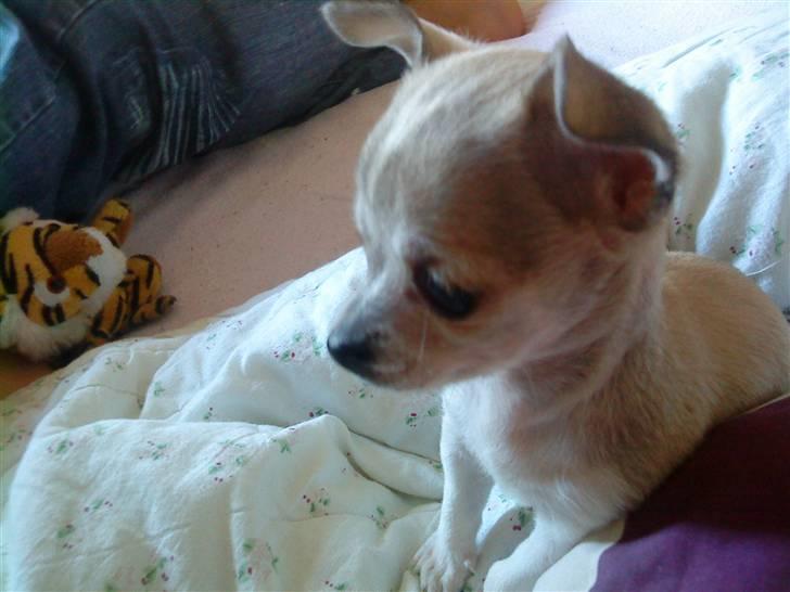 Chihuahua Bibi - fra siden er jeg lige så smuk<33 billede 2