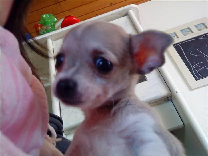Chihuahua Bibi - lidt skeløjet men var os lige vågnet billede 3