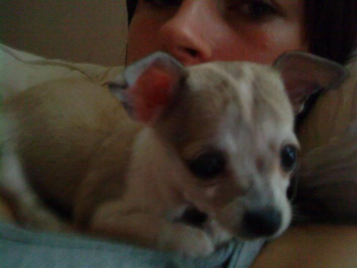 Chihuahua Bibi - mig og mor <3 billede 4