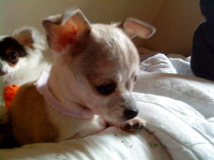 Chihuahua Bibi - se hvor sød jeg er billede 5