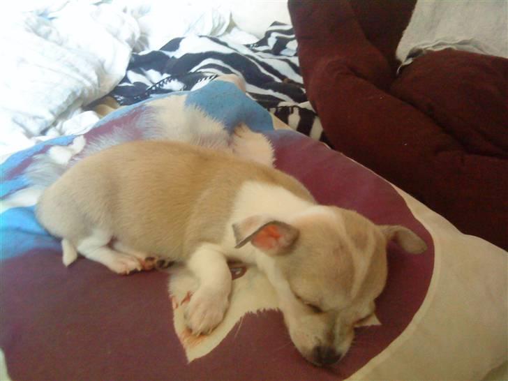 Chihuahua Bibi - snork snork mor  billede 6