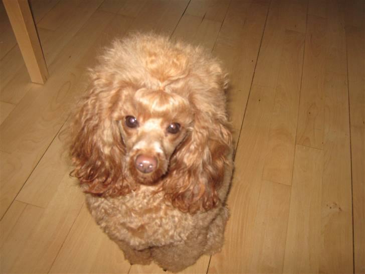 Dværgpuddel Sif  "Siffimus" billede 17