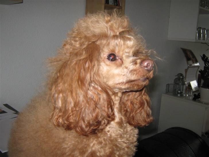 Dværgpuddel Sif  "Siffimus" billede 18