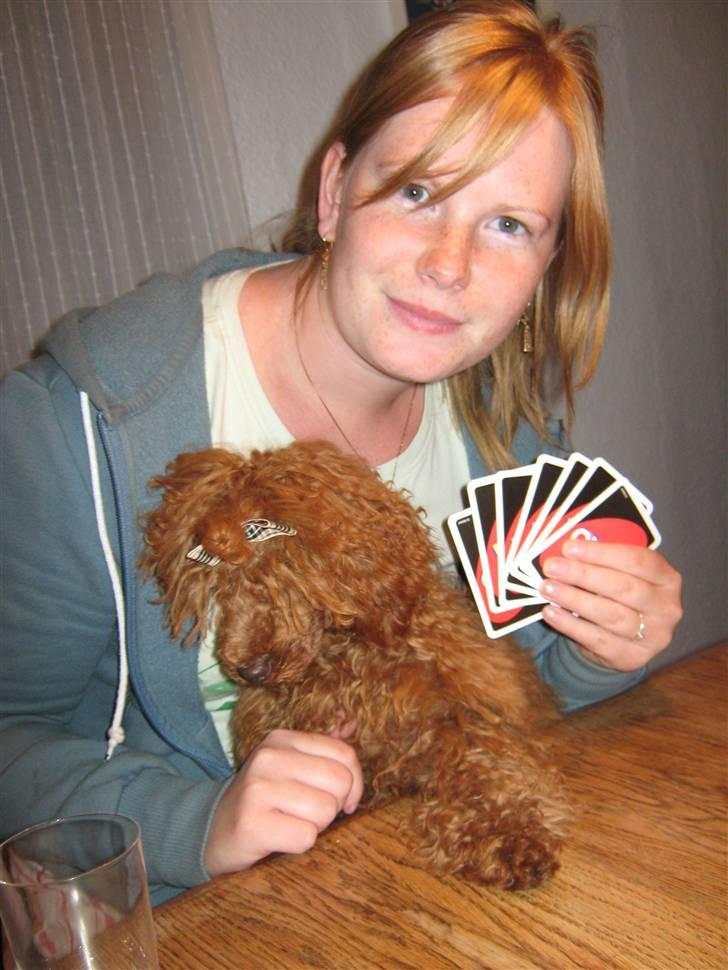 Dværgpuddel Sif  "Siffimus" - sif og jeg spiller uno billede 19