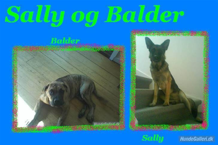 Boerboel Balder Teglborg*i himlen* billede 6