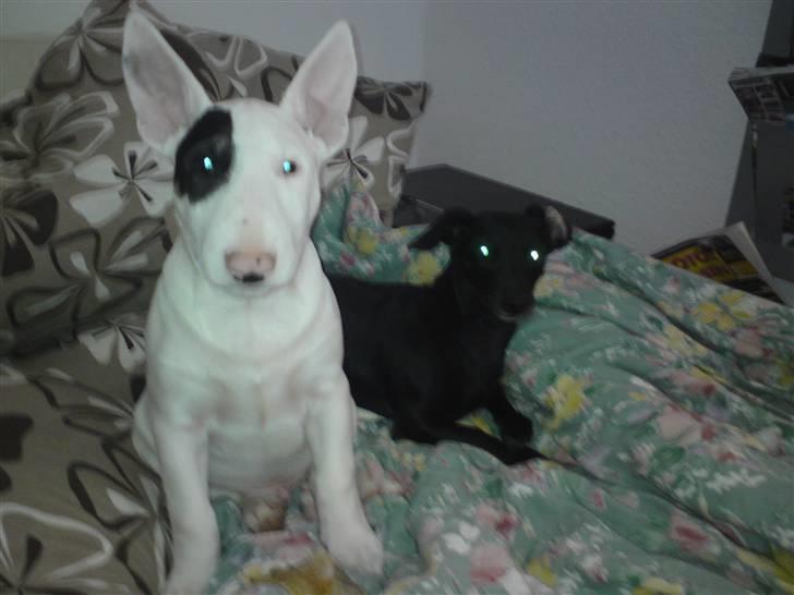 Bullterrier Ludvig billede 9