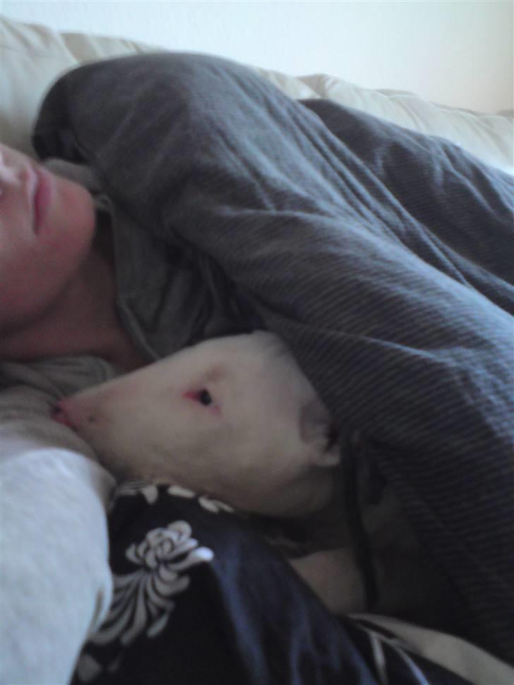 Bullterrier Ludvig billede 10