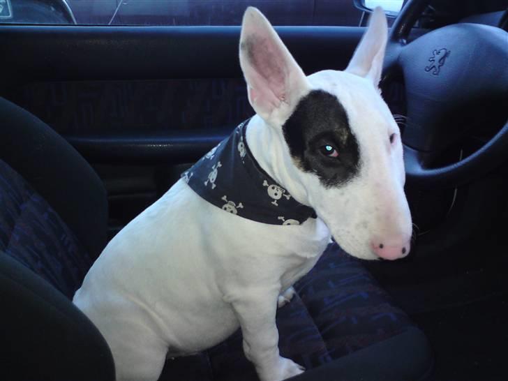Bullterrier Ludvig billede 11