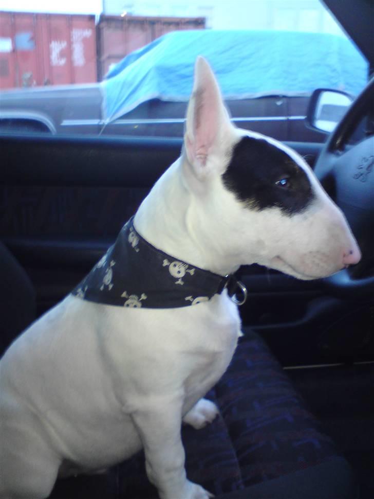 Bullterrier Ludvig billede 12