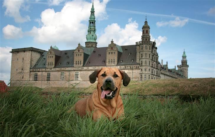 Blanding af racer "Broweiler" Kira - ahhh!  det er nu dejligt med en ligge plads helt for sig selv, med flot udsyn til :0) billede 11